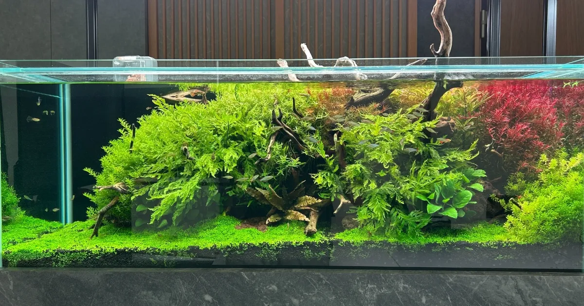 美しいアクアレンタリウムの水草管理水槽