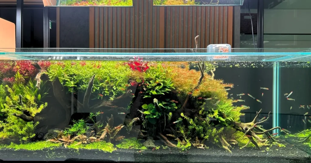 アクアレンタリウムが管理する国内の美しい水草水槽