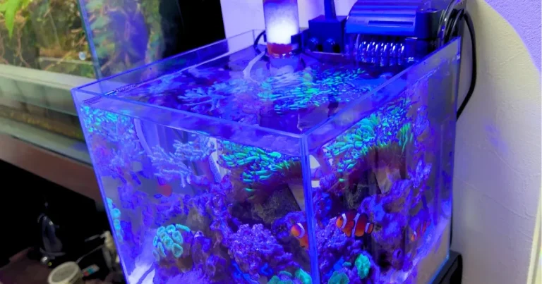 青い照明が当たるマリンアクアリウム(海水魚水槽)