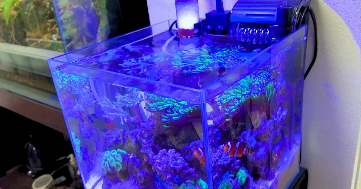 小型海水魚水槽