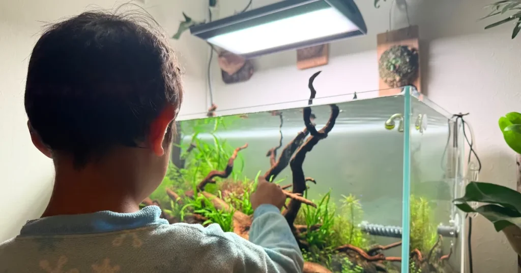 子供が楽しめるアクアリウムレンタル水槽