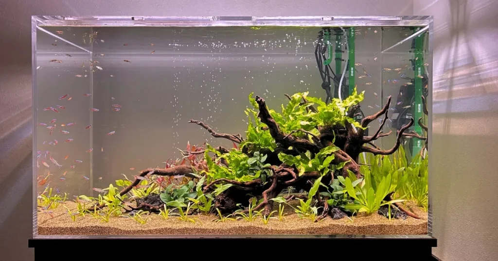 千葉のレンタル水槽