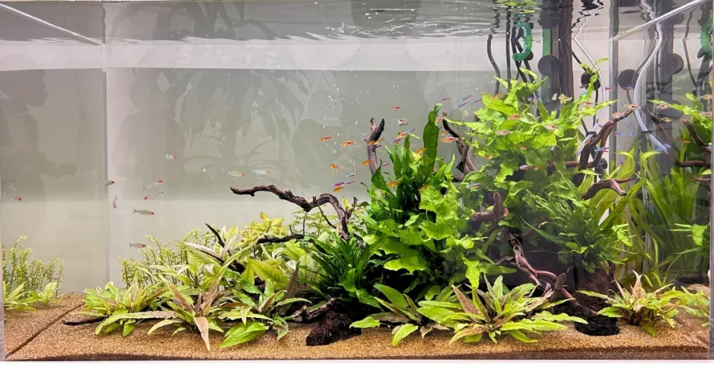 東京のレンタル水槽