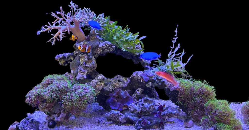 アクアレンタリウムの海水魚水槽レンタルサービス