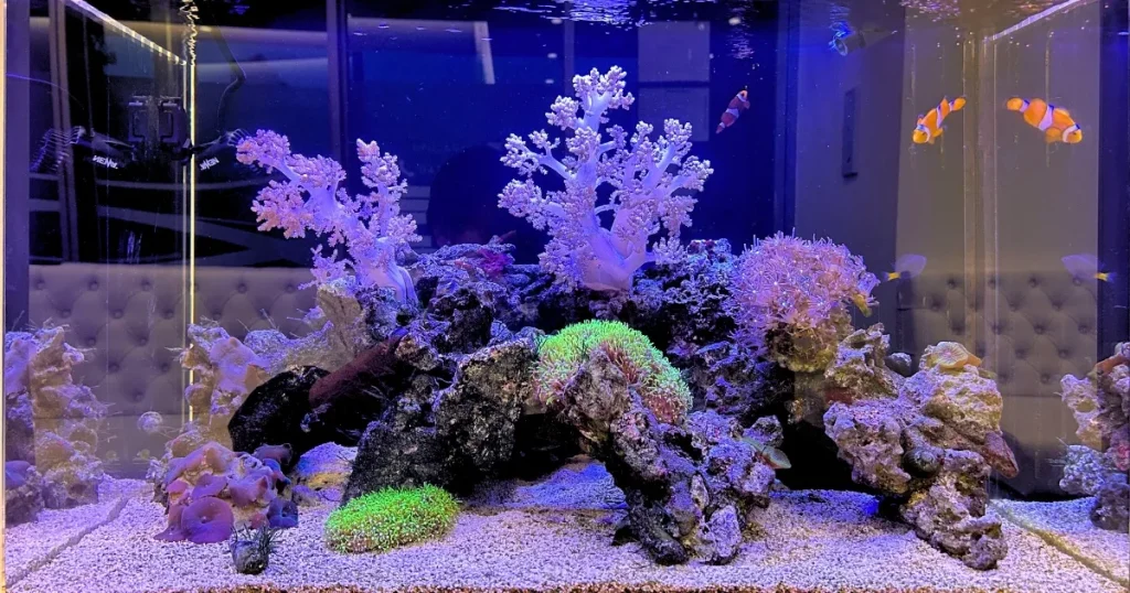 海水魚水槽におすすめの照明
