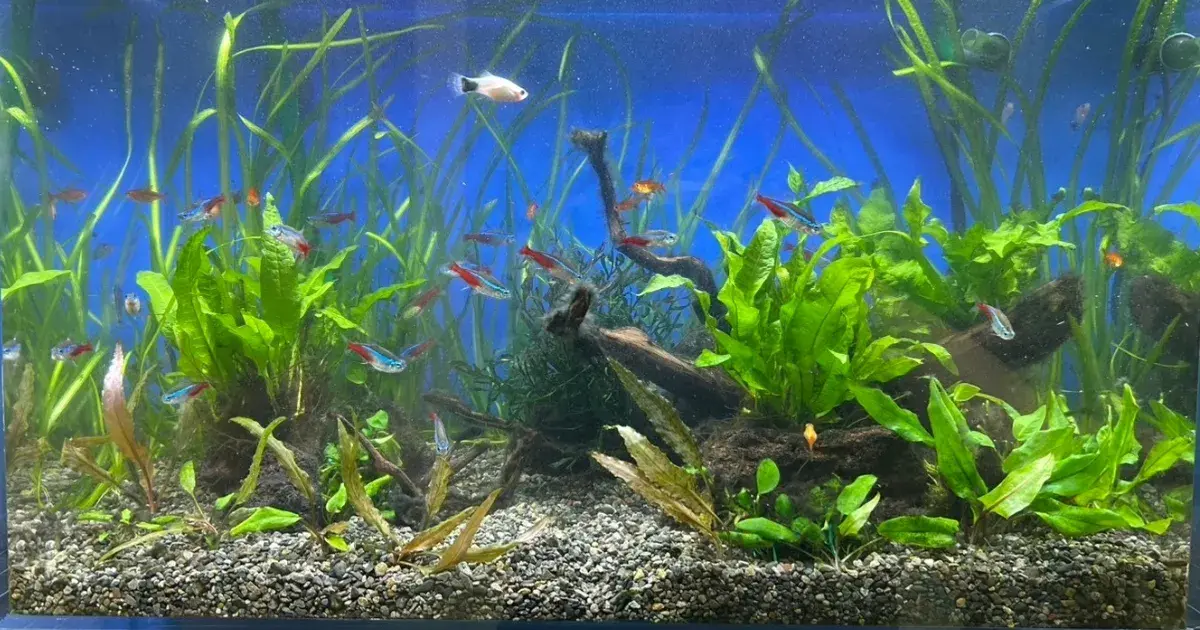 一般的な格安熱帯魚水槽