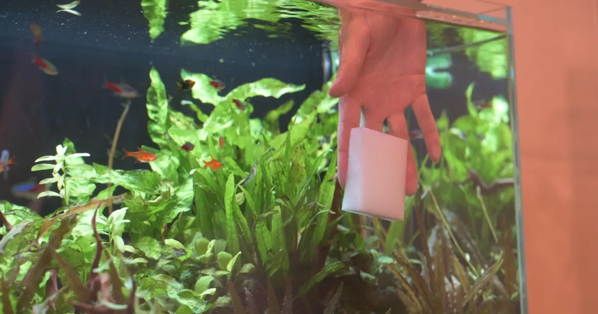 アクアレンタリウムのオリジナル水槽コケ取り術