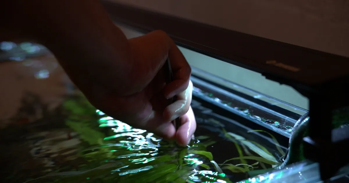 アクアレンタリウムの水草植栽シーン