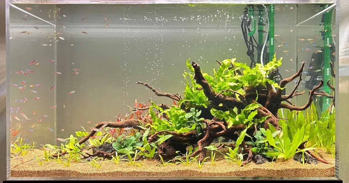 アクアリウム熱帯魚水槽