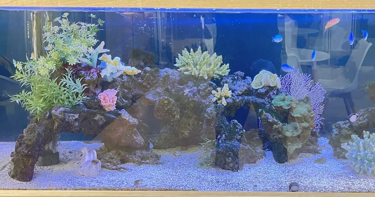 一般的な格安海水魚水槽