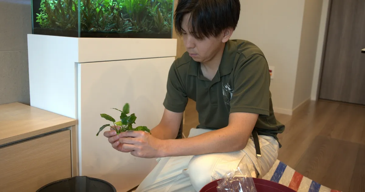 オリジナルの水槽管理シーン