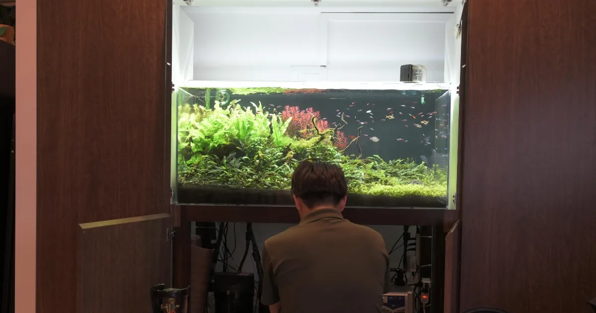 アクアレンタリウムの水槽確認作業