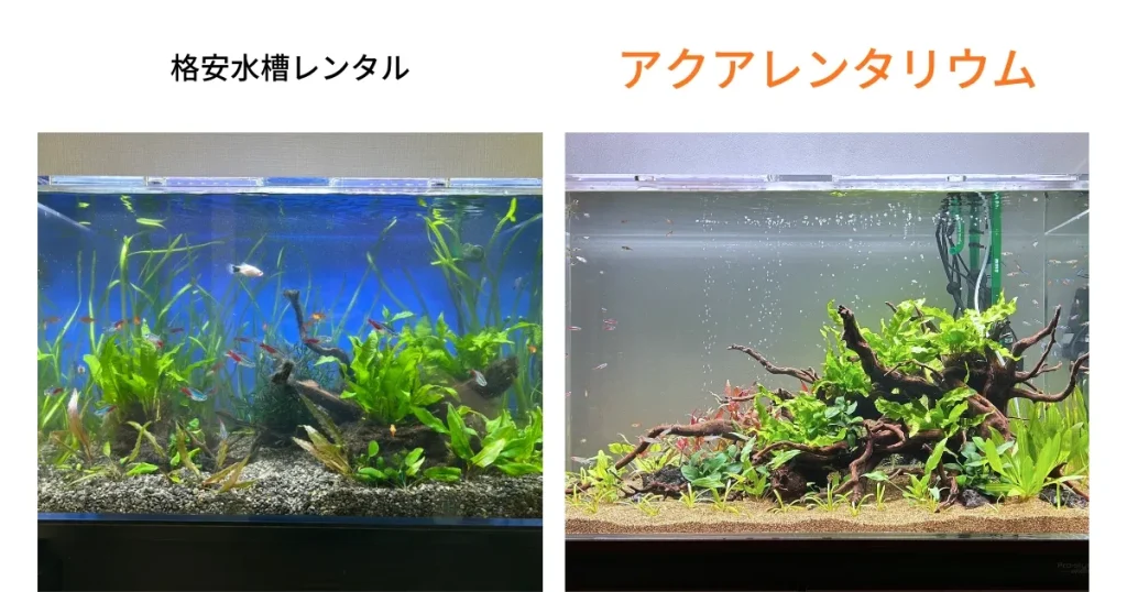 アクアリウムレンタル会社の水槽デザイン比較