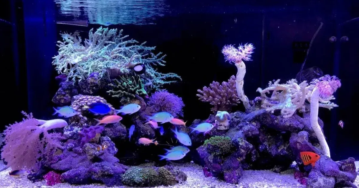 アクアリウム海水魚水槽