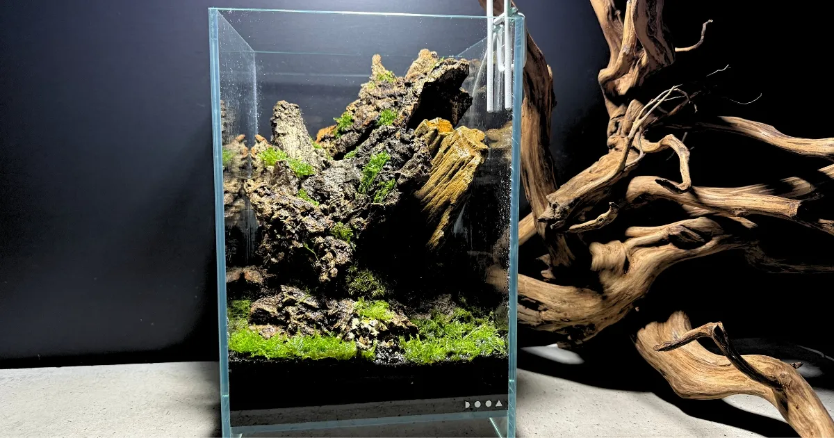 小型パルダリウムレイアウト