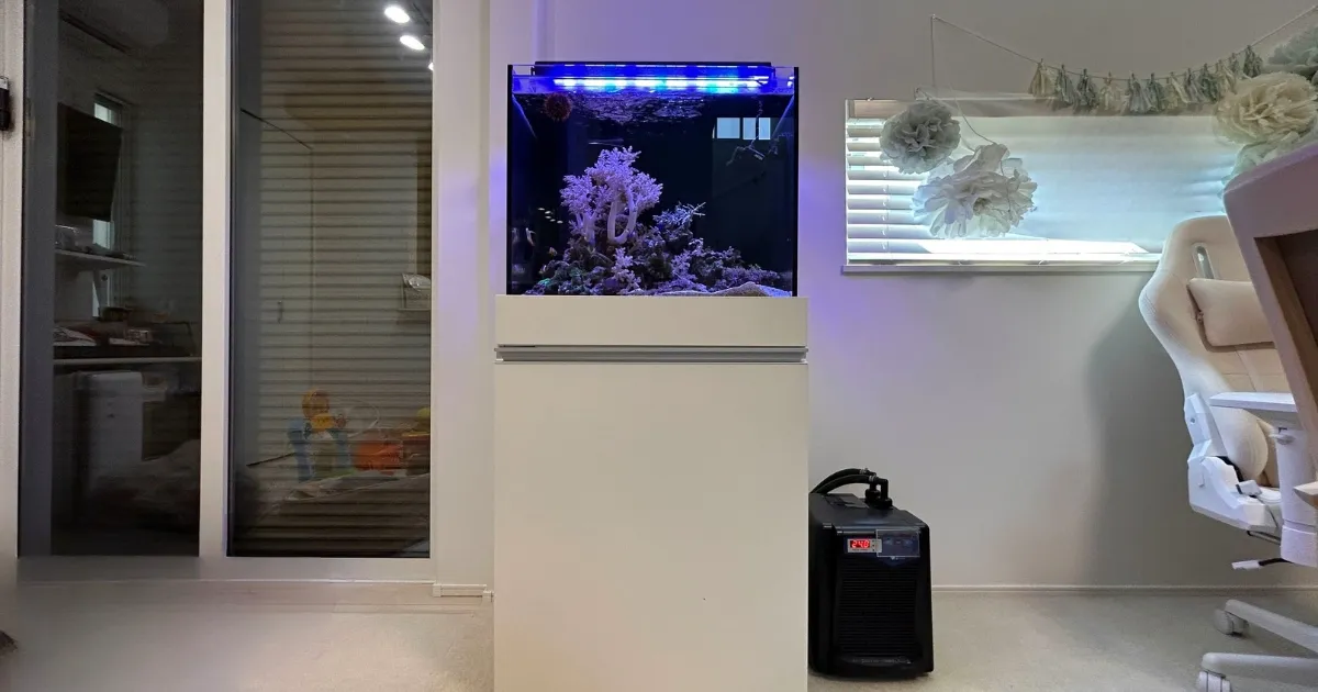 埼玉県の自宅レンタル水槽