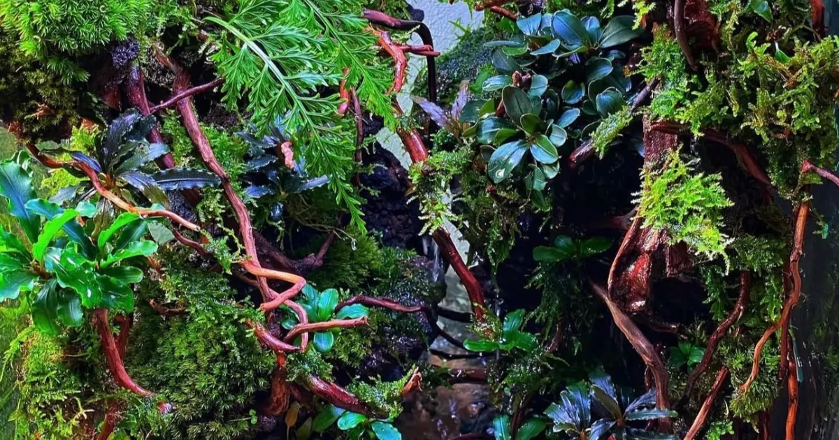 ブセファランドラ中心レイアウト