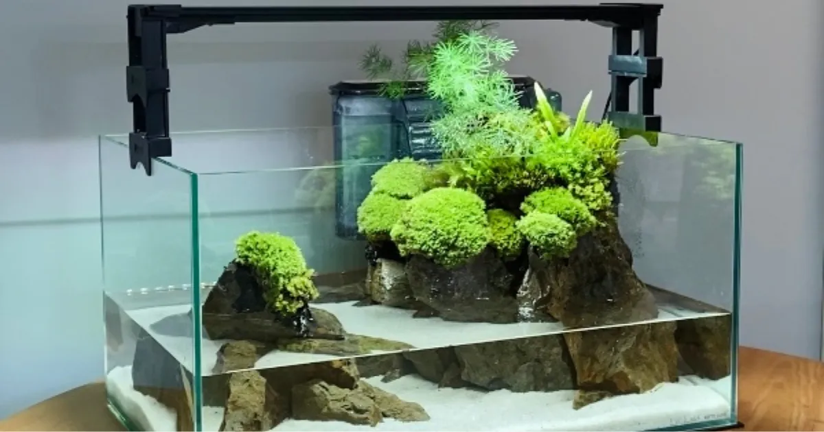 60cmメダカテラリウム
