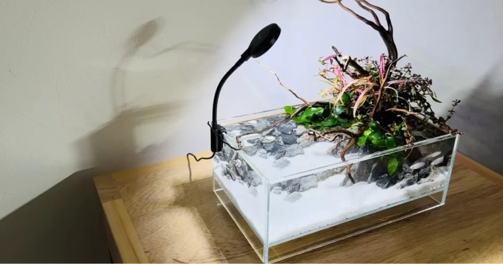 メダカの泳ぐテラリウム