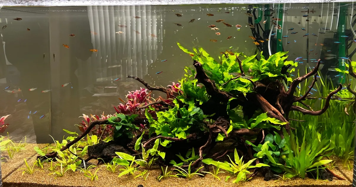 関西に設置してあるアクアレンタリウムのレンタル水槽