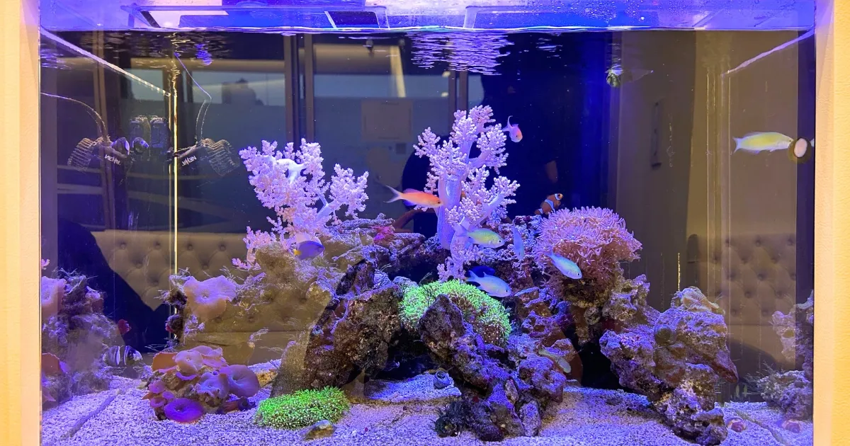 神奈川県クリニックのサンゴ水槽