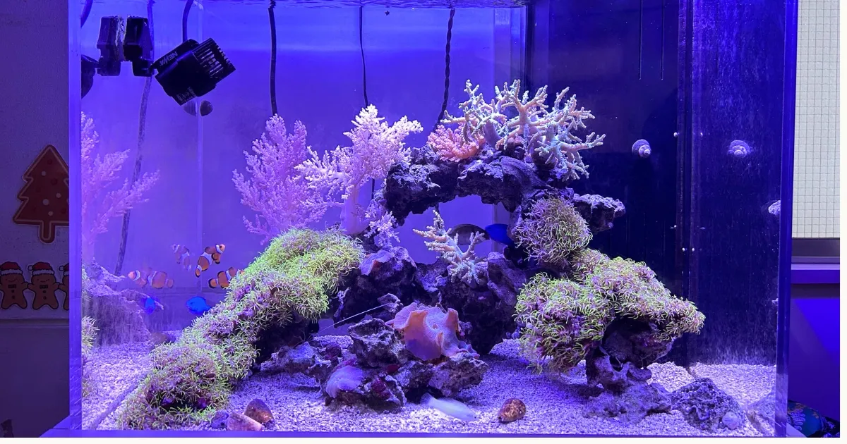 港区幼稚園のレンタル水槽