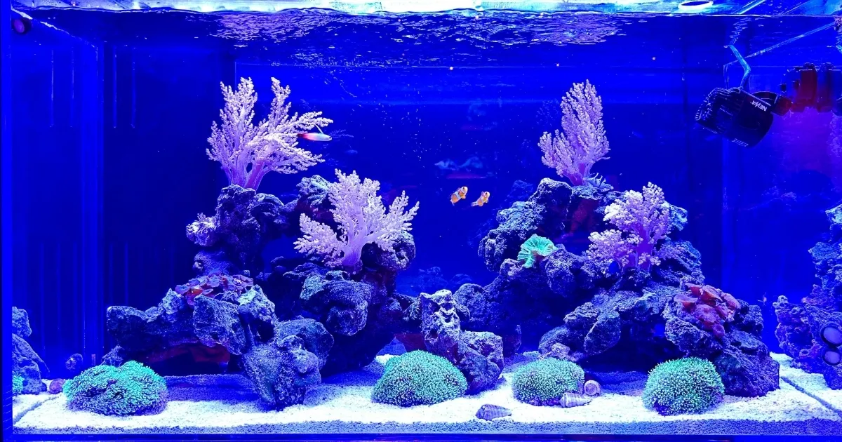 アクリルオーバーフロー水槽