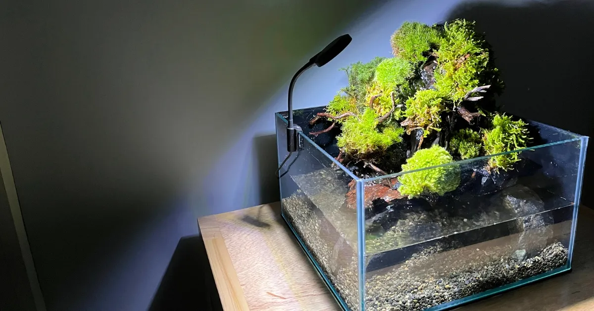 30cmメダカテラリウム