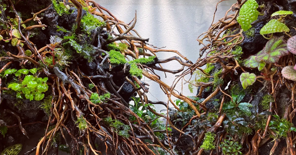 60cm熱帯雨林ボルネオレイアウト