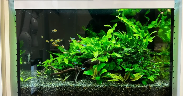 港区｜歯科医院の診療チェア正面に50cm熱帯魚水槽