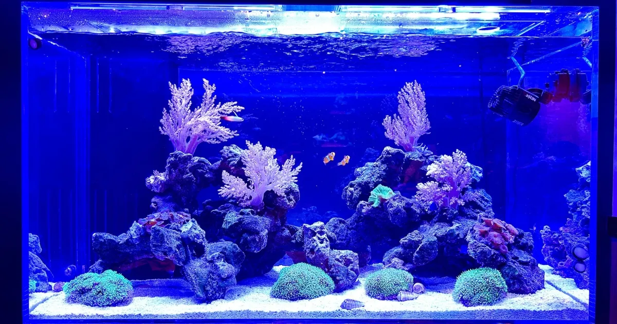 大田区の海水サンゴ水槽