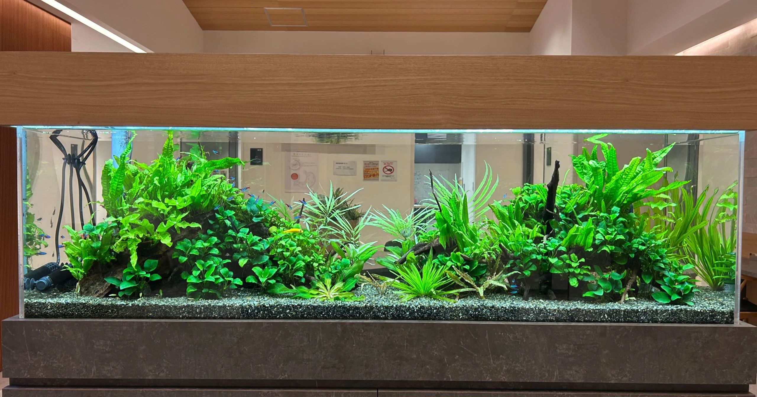 インテリア水槽