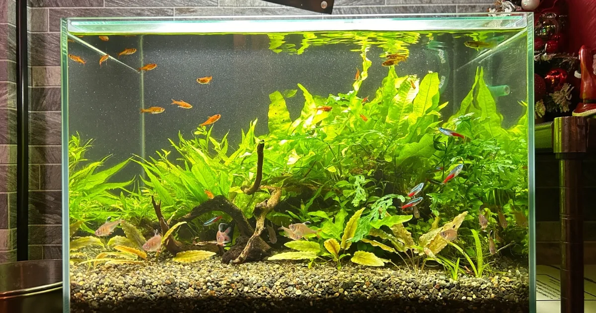 店舗のディスプレイ水槽