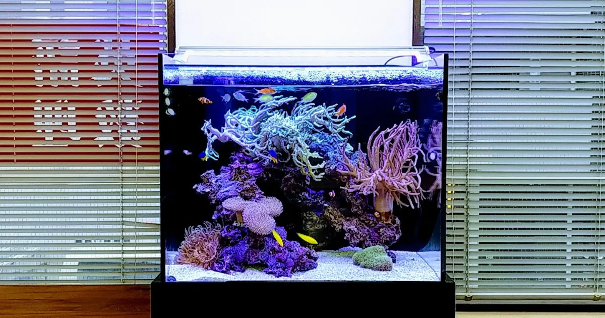 海水魚サンゴ水槽