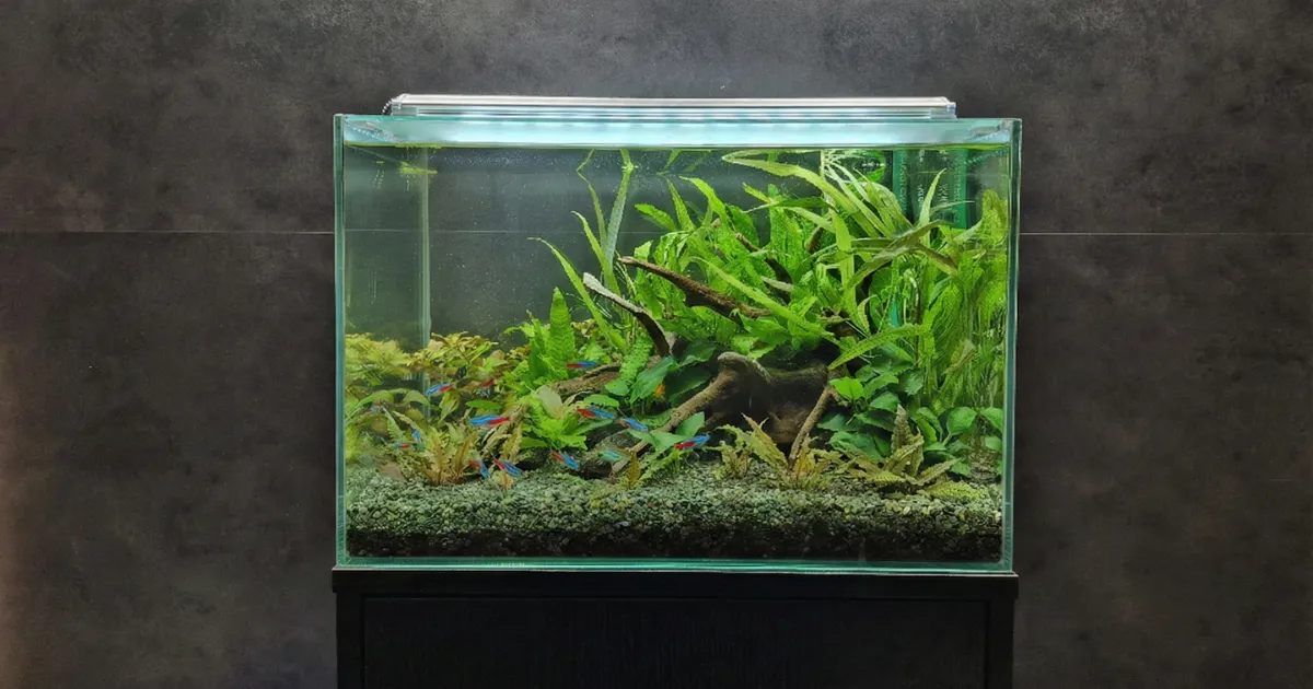 市販ガラス水槽