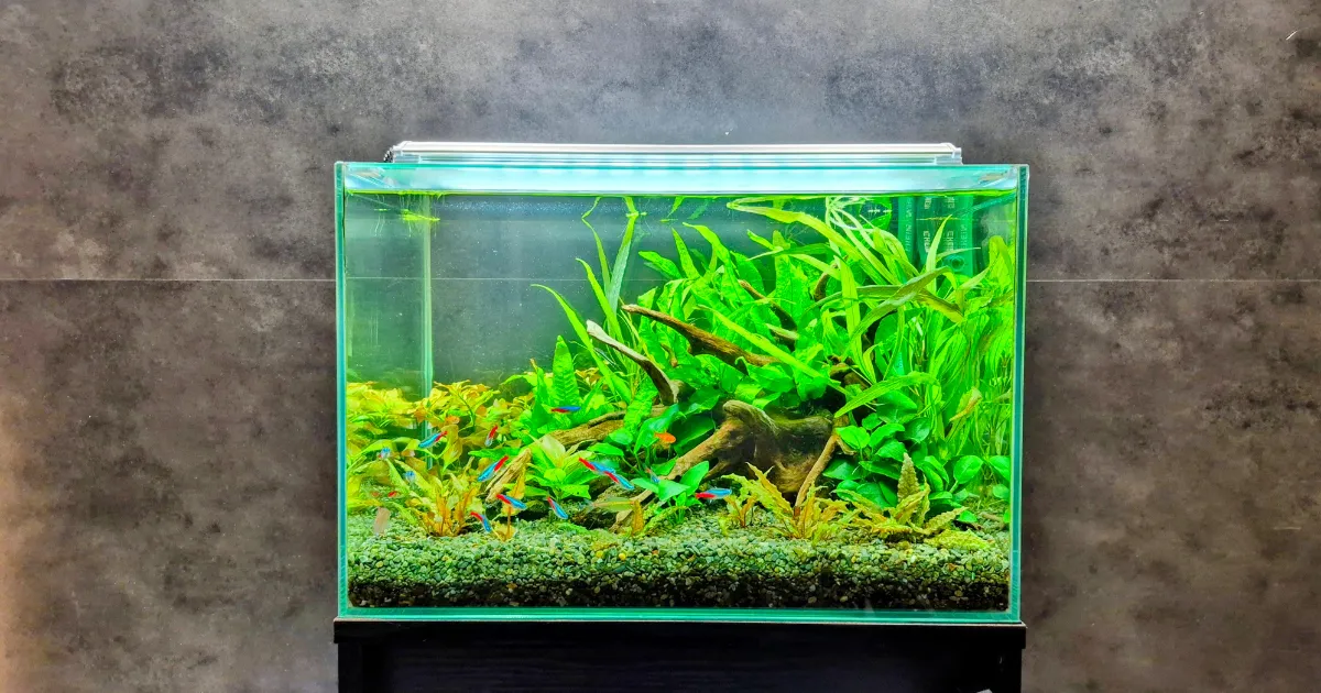 港区オフィス受付の45cm水槽