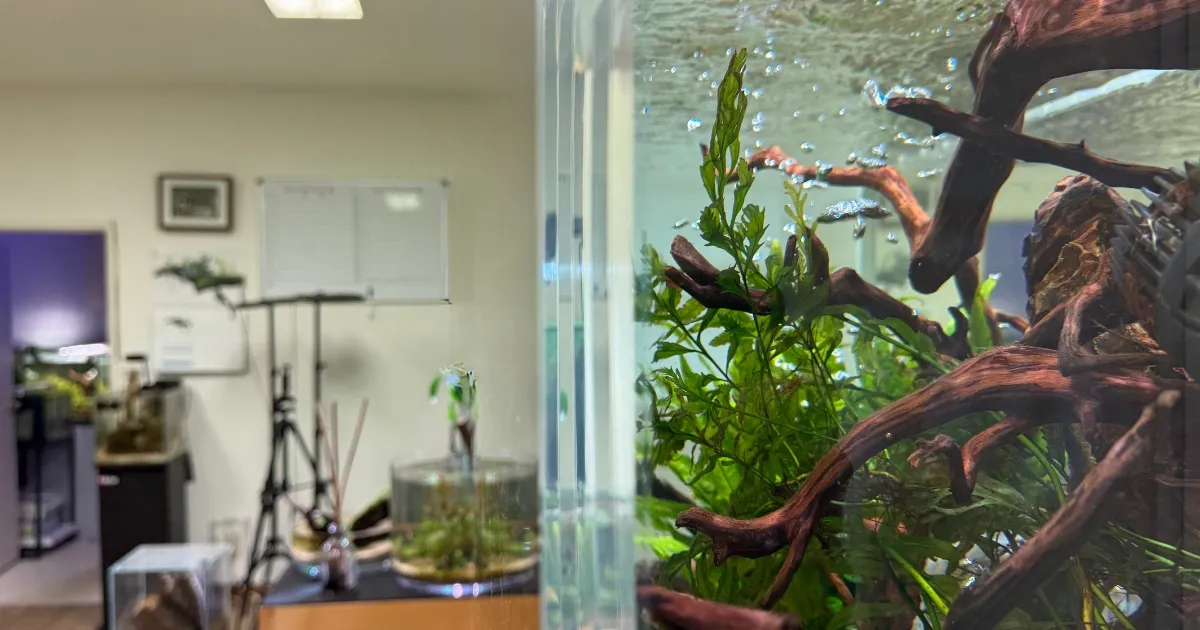 アクアレンタリウムのアクリル水槽 設置事例