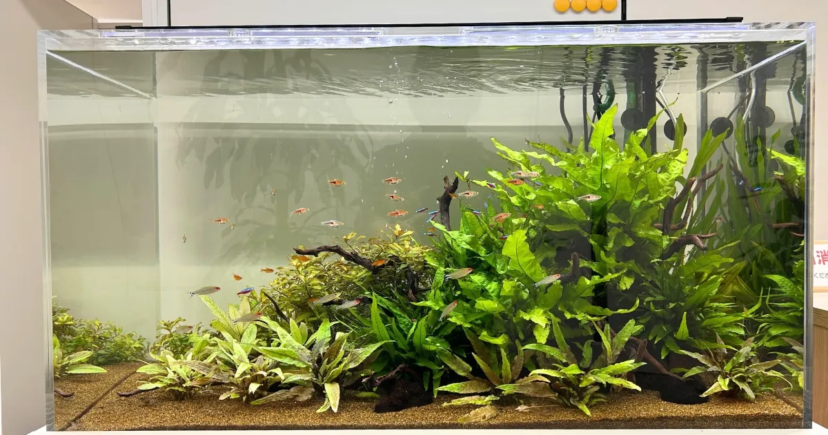 オーダーメイド水槽の材質と美しさ