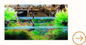 アクアレンタリウムの水槽導入プレミアム事例