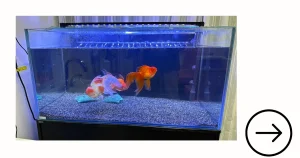 アクアレンタリウムの金魚水槽の導入事例