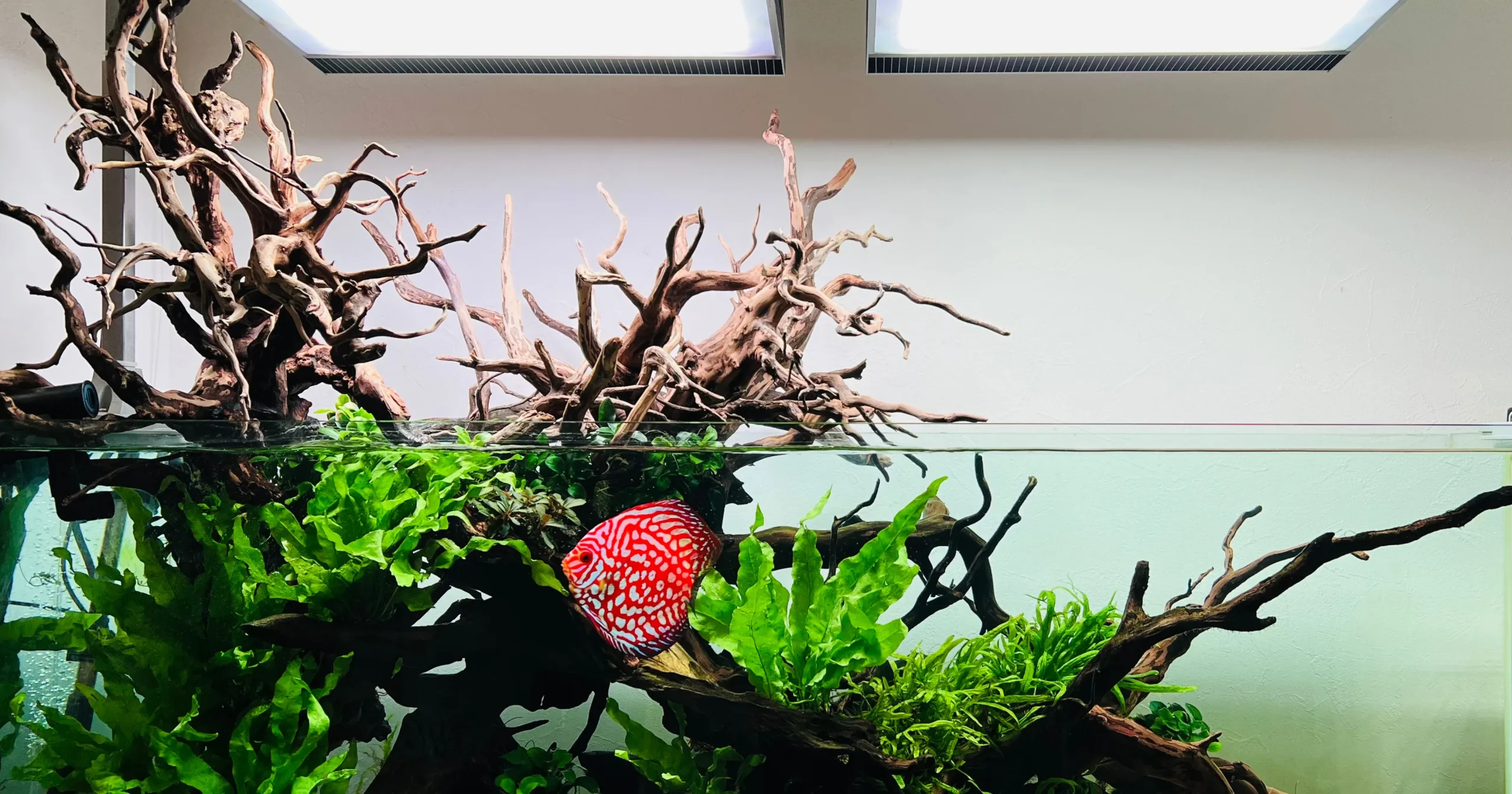 アクアレンタリウムの芸術的な水槽デザイン2