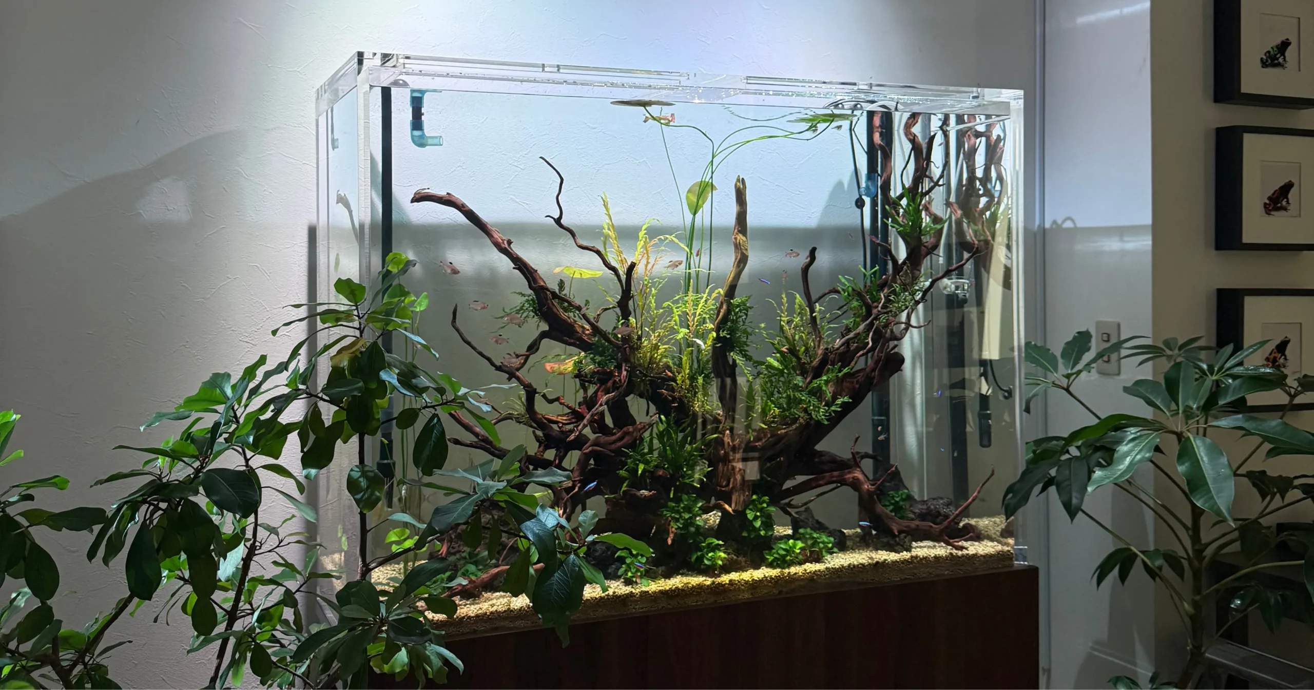 水槽内を優雅に泳ぐアルタムエンゼルと熱帯魚たち