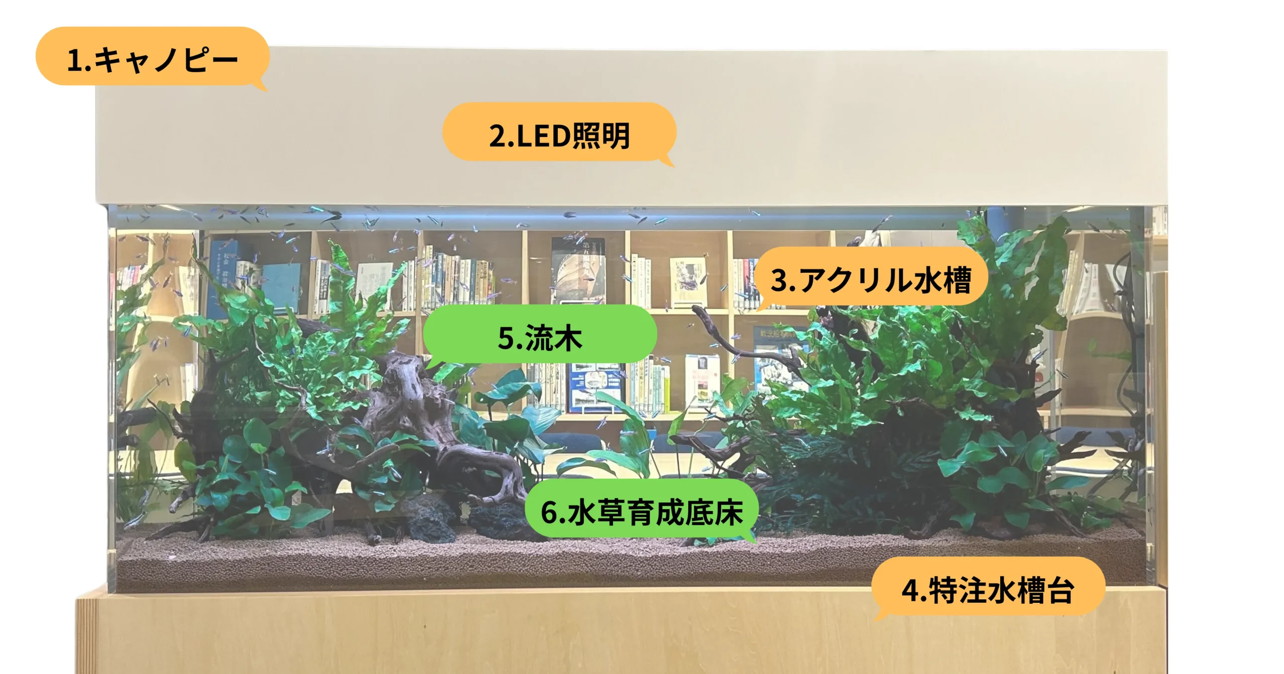 熱帯魚レイアウト