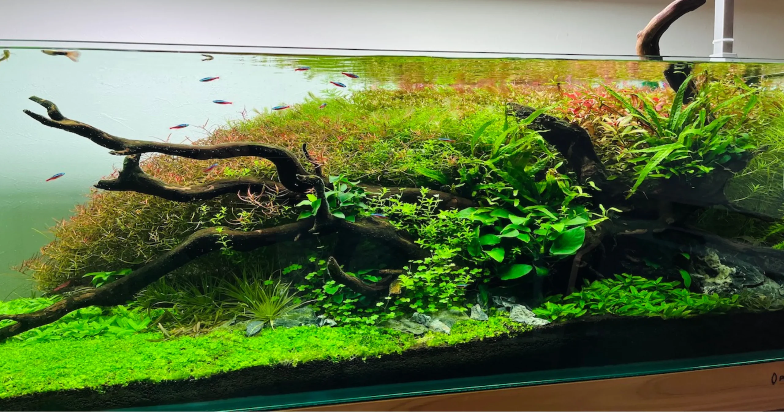 アクアレンタリウムの芸術的な水槽デザイン3