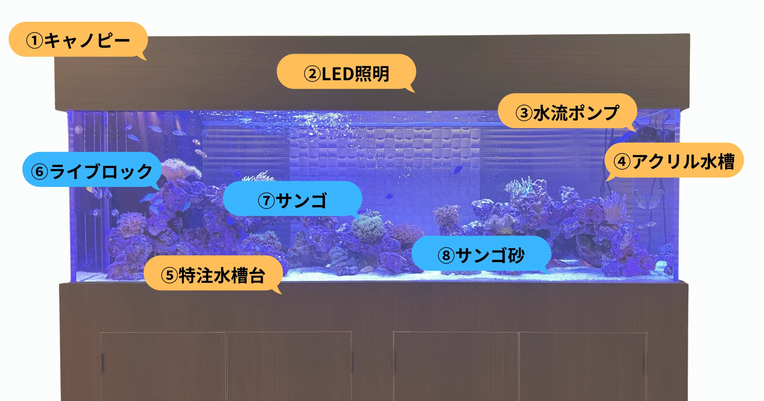 海水魚レイアウト