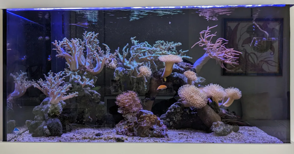 個人宅のリビングに設置された90cmの本格サンゴ・海水魚水槽