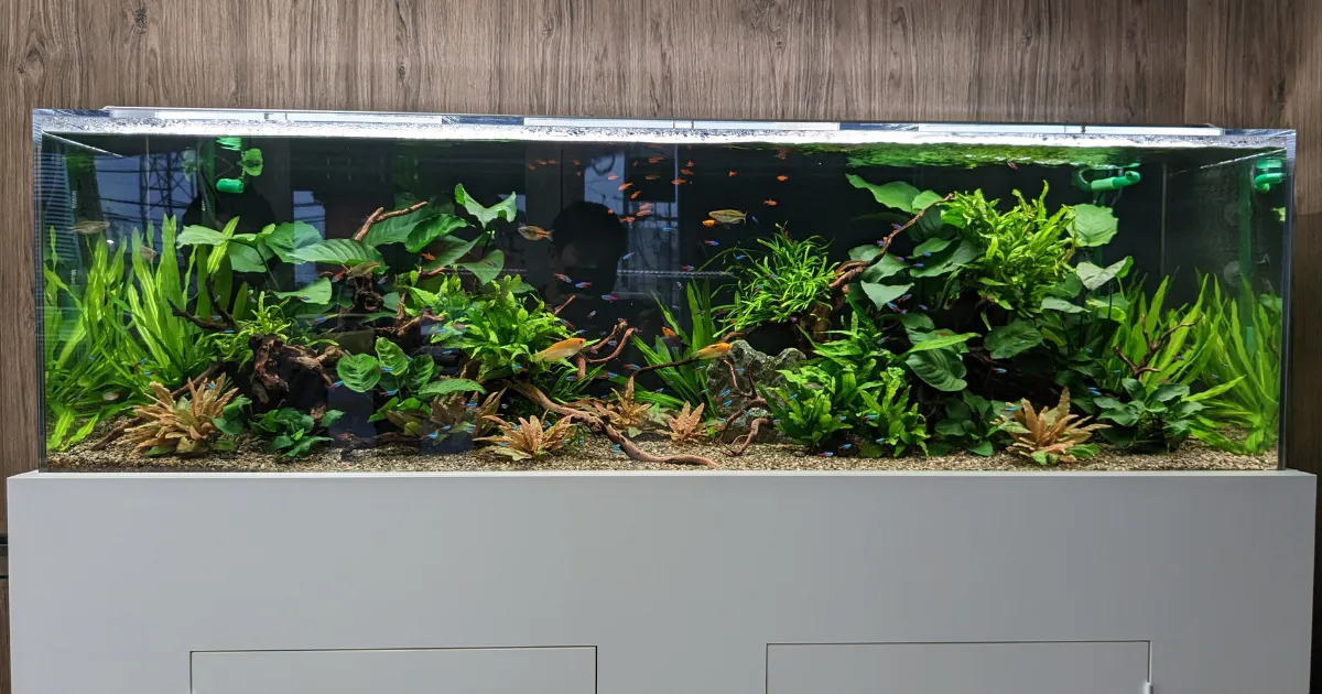 埼玉県草加市のオフィスに設置された150cmの大型水草・熱帯魚水槽