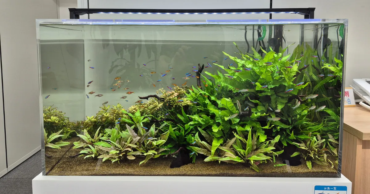 東京都文京区のオフィスに設置された90cm水草・熱帯魚水槽