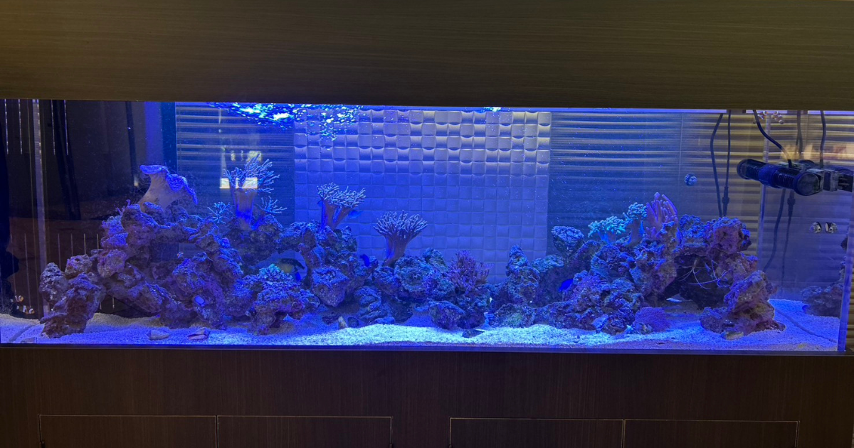 大阪市マンションエントランスの150cm海水魚水槽
