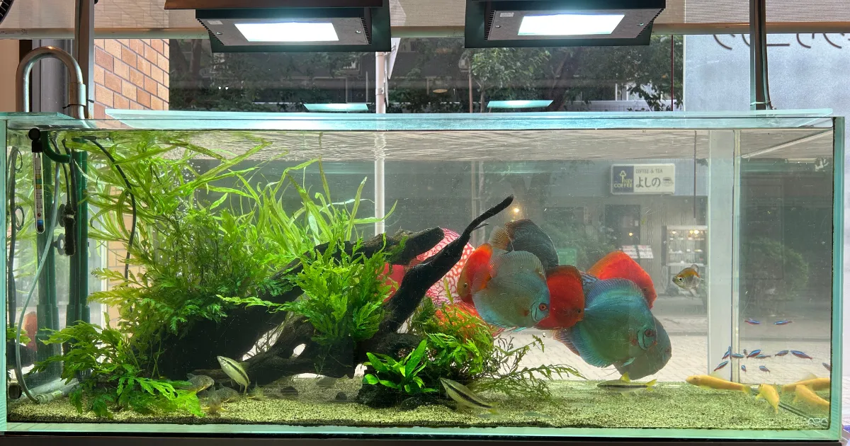 大田区歯科クリニックの120cm熱帯魚水槽